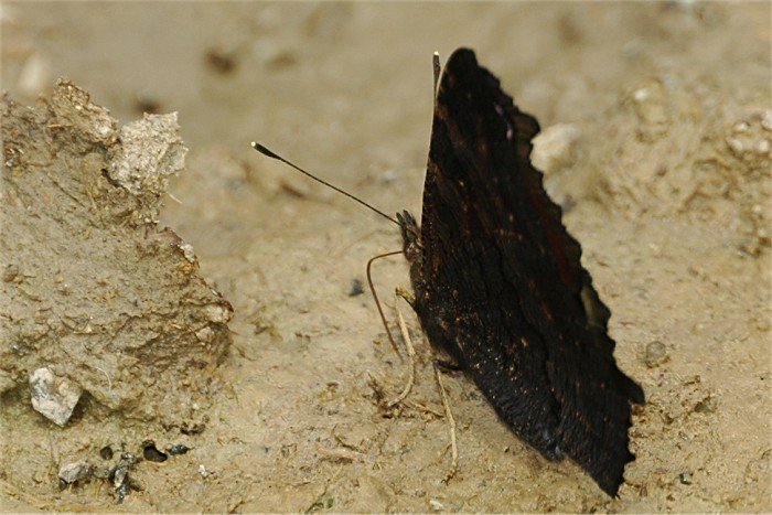 Eublemma ostrina